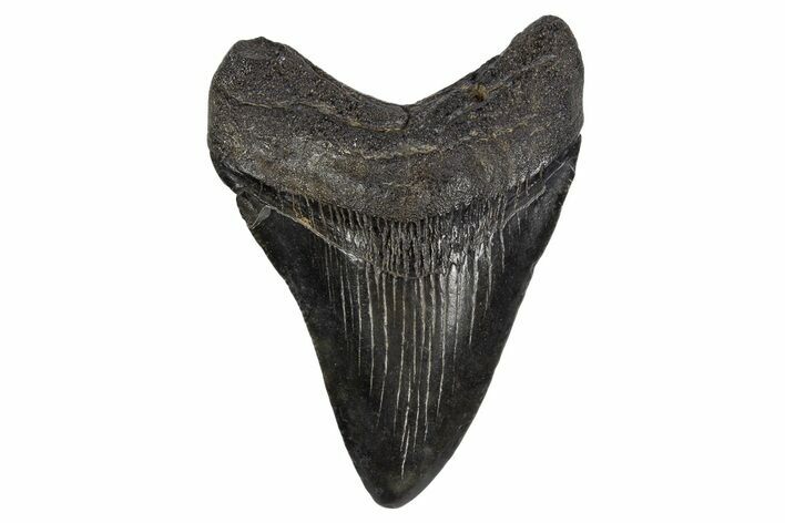 Fossil Megalodon Tooth - South Carolina #306244